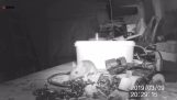 Ποντίκι σε γκαράζ συγυρίζει κατά τη διάρκεια της νύχτας
