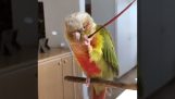 Παπαγάλος ξύνεται με ένα φτερό