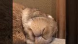 Ένα κουνέλι ξυπνά με τη μυρωδιά ενός καρότου