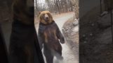 Un orso cercando di passare inosservato