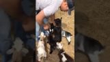 Toate caprele doresc o îmbrățișare