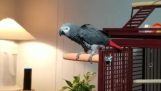 Parrot fragt Alexa singen zu stoppen