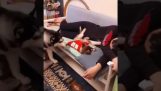 Jealous Husky wirft in einem Welpen Bett