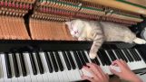 Um gato dorme em um mecanismo de piano