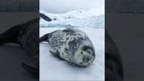 A seal makes strange sounds while sleeping