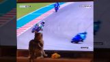 Γατάκι προκαλεί την πτώση ενός μοτοσικλετιστή