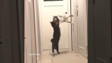 Kedi etkileyici güreş kavrama yapar