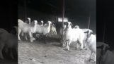 Cum să contactați cu oile