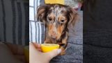 Hond probeert een citroen