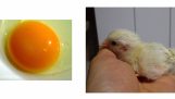 Παρατήρηση της ανάπτυξης ενός εμβρύου κοτόπουλου