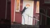 Кошка стучит в дверь, чтобы войти в дом