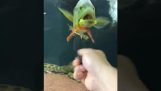 Le poisson contre l'objet rotatif
