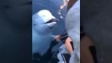 A whale returns the lost phone to its owner