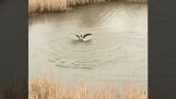 Goose angripe fugle fisker i vannet i