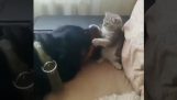 Дива котка атаки куче