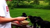 Heure du petit déjeuner 4 jeunes orphelins Ravens