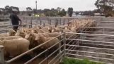 Τσοπανόσκυλο επαγγελματίας οδηγεί τα πρόβατα στο φορτηγό