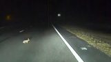 Autopiloten af ​​en Tesla undgår en hare