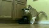 Katt prøver å rane automatisk fôring maskinen
