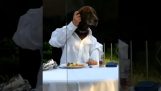 Dog mănâncă într-un restaurant