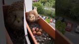 Falcão fez seu ninho em uma caixa de janela