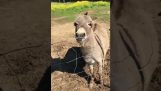 A donkey is thrilled with his new toy