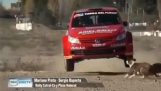 Dog escapes the last minute by a rally car