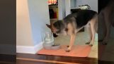 The dog does not understand the bubbles in his water