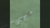 En delfin jakter ved hjelp av sin hale