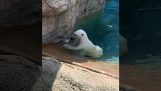 Ľadový medveď v zoo loveckého parku a chytiť kačicu