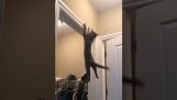 Katten mester parkour