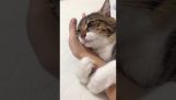 Pisica îmbrățișează mâna proprietarului