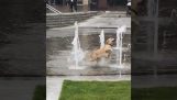 噴水で遊ぶ犬