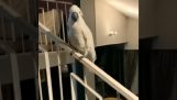 Папагај долази да се поздрави