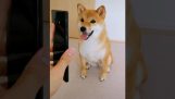 Σκύλος μιμείται τις φωτογραφίες του