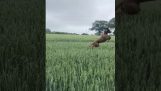 Σκύλος παίζει σε ένα χωράφι με σιτάρι