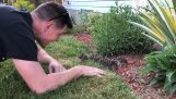 Κουνελάκια βγαίνουν από τη φωλιά τους στον κήπο