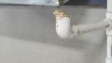A frog found the ideal spot to cool off