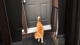 Eine Katze klopft an der Tür