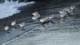 Sanderlings running behind the waves