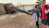 Μην πλησιάζεις πολύ έναν ελέφαντα