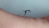 Pelle contro le zanzare