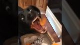Ένας σκύλος τρώει τις φλούδες ενός καρότου