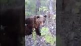 Why should not disturb a bear