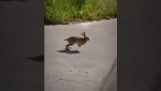 Spełnia Hare'a samochód Google Maps