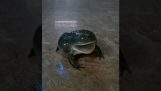 Сердитий жаба