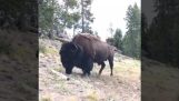 Bison launches a small girl in the air
