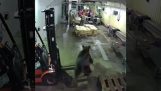 A bear in a fish processing factory