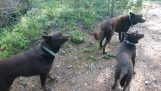 Trei câini fără mișcare