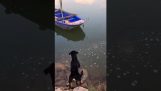 Pes šetrí šteňa na lodi